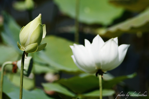 Mới đọc được cái này thấy hay hay các bác ạ... ý nghĩa của hoa SEN