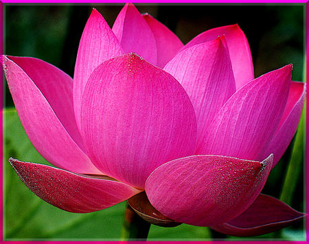 Mới đọc được cái này thấy hay hay các bác ạ... ý nghĩa của hoa SEN - 2