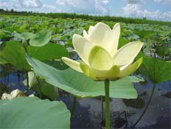 Mới đọc được cái này thấy hay hay các bác ạ... ý nghĩa của hoa SEN - 4