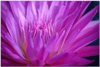 Mới đọc được cái này thấy hay hay các bác ạ... ý nghĩa của hoa SEN - 5